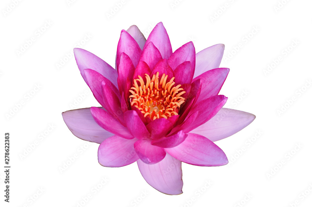 Pink water lily on a background of green leaves and water surface