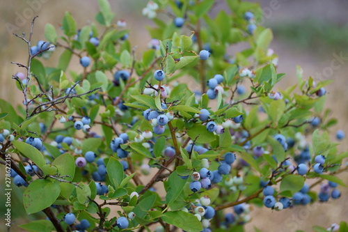 Wallpaper Mural Borówka amerykańska Torontodigital.ca