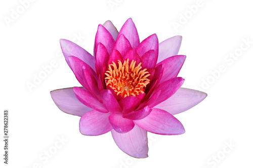 Pink water lily on a background of green leaves and water surface