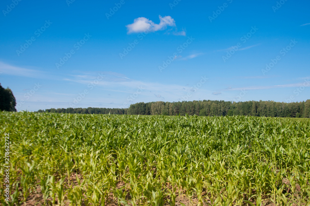 Corn field in summer countryside Corn field in summer countryside
