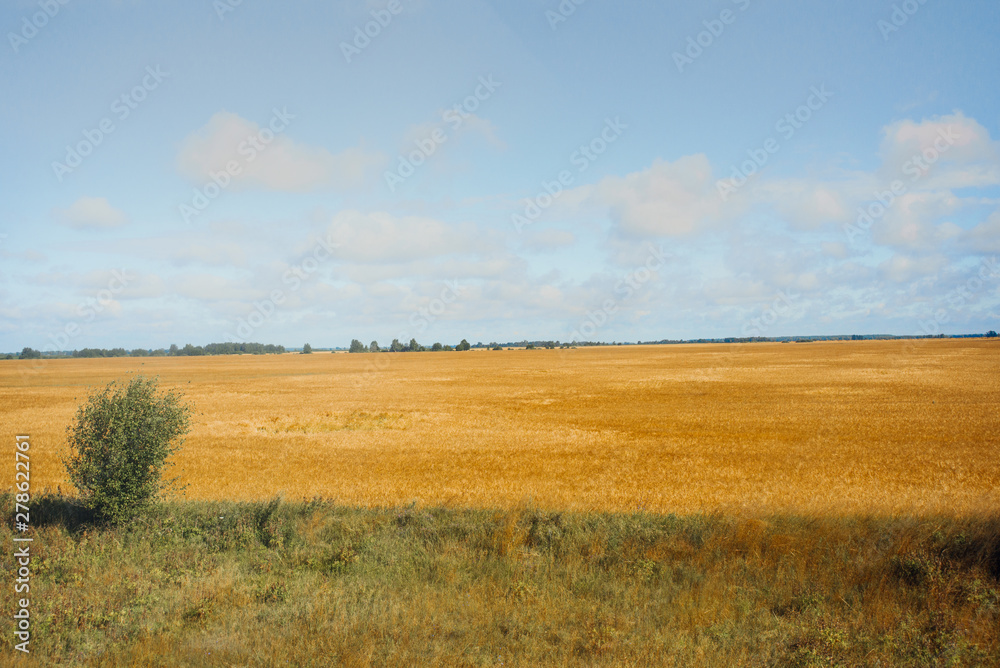 Obraz premium Field of Golden wheat under the blue sky and clouds