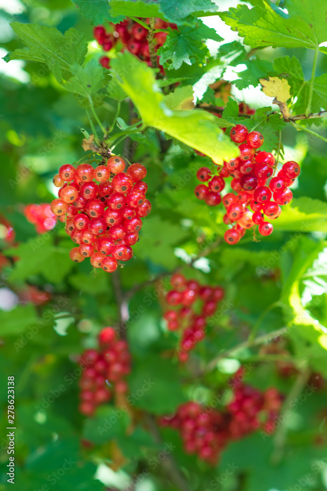 Closeup of ripe redcurrant on the branch. selective focus. Closeup of ripe redcurrant on the branch. selective focus.