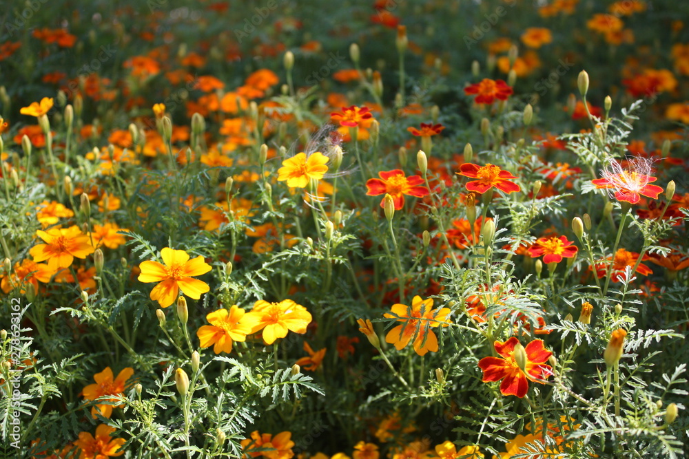 marigold marigold