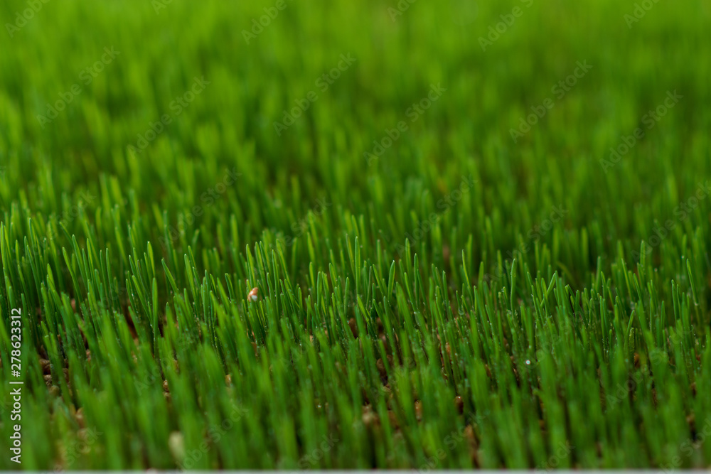 Green grass background. selective focus Green grass background. selective focus