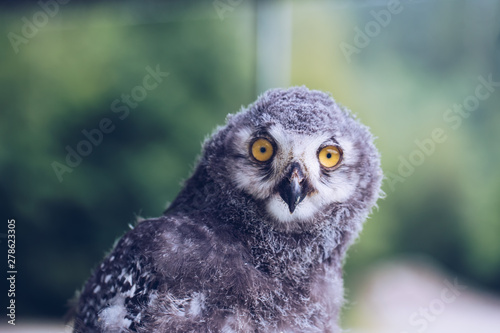great horned owl