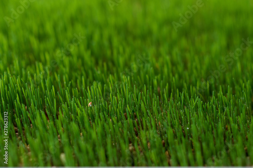 Green grass background. selective focus
