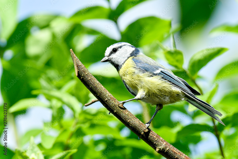 Fototapeta premium birds
