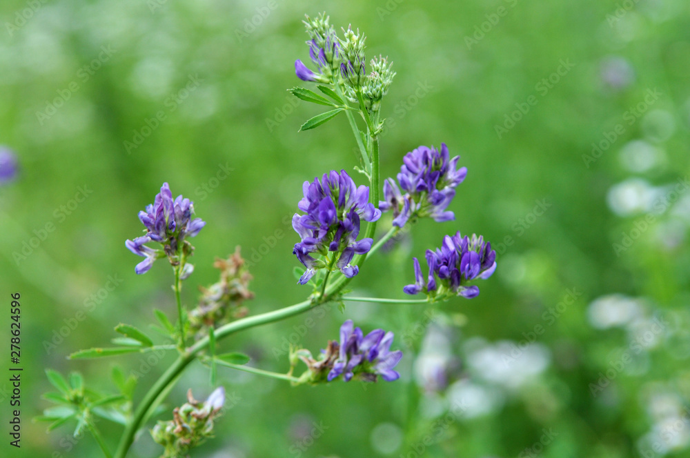 The field is blooming alfalfa