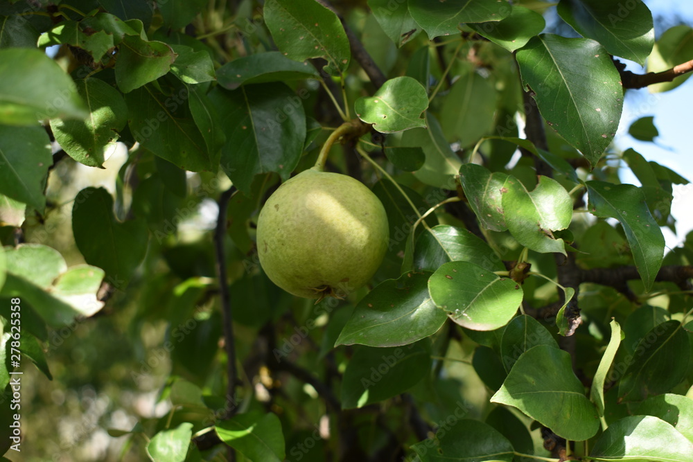 Beautiful natural pears weigh on a pear tree, twigs and leaves. Healthy Organic Pears. Juicy flavorful pears of nature background. Pear on a branch. A pear on a tree . Ripen Pears on the Tree