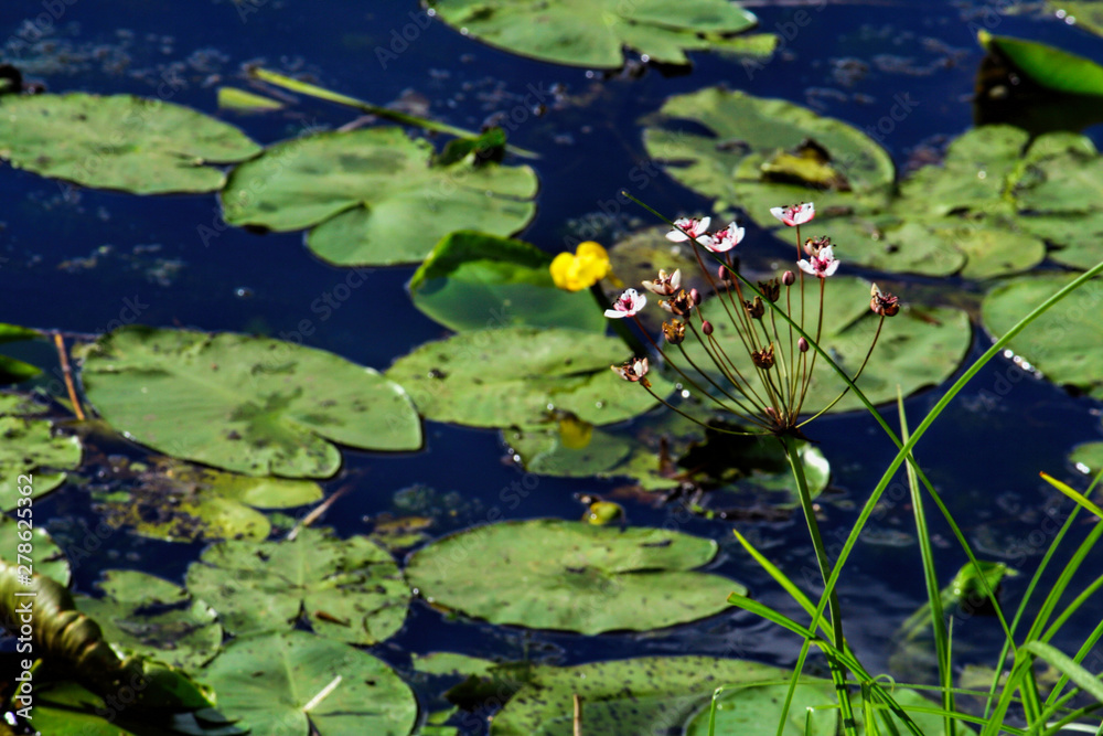 A couple of water lilies and lily pads floating on the top of a pond blurred with a pink flower in the foreground A couple of water lilies and lily pads floating on the top of a pond blurred with a pink flower in the foreground