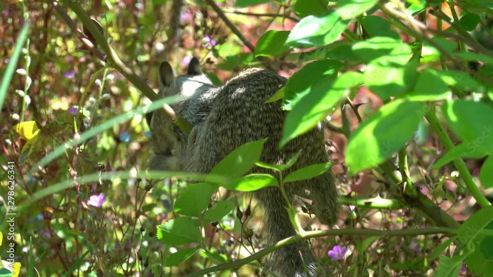 Close up shot of a cute squirrel hanging on a brunch eating wild flower Close up shot of a cute squirrel hanging on a brunch eating wild flower