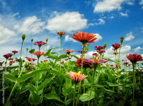 Flowers in the sky