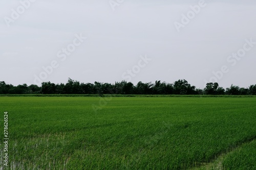 Green rice fields in countryside of Thailand