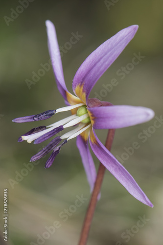 Erythronium dens-canis dogtooth violet beautiful purple flower of very peculiar appearance