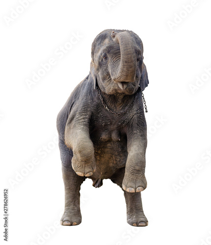 Asian elephants are standing and showing lift trunk on a white background  isolated.