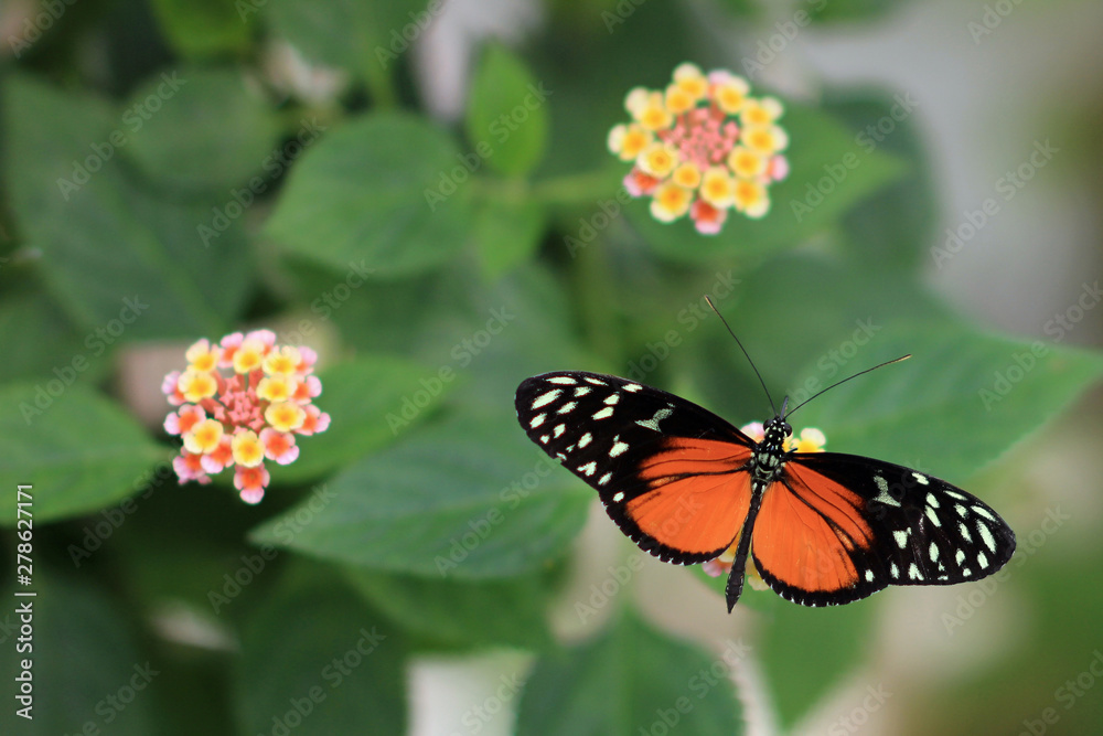 Fototapeta premium Butterfly close-up