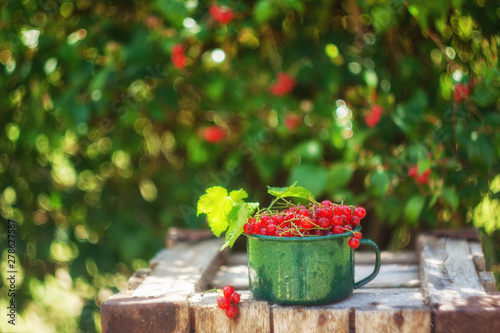 Beautiful fresh red currants in cup on vintage wooden box in summer garden. Rural landscape natural background with fresh berries in sunlight. Summer time, copy space