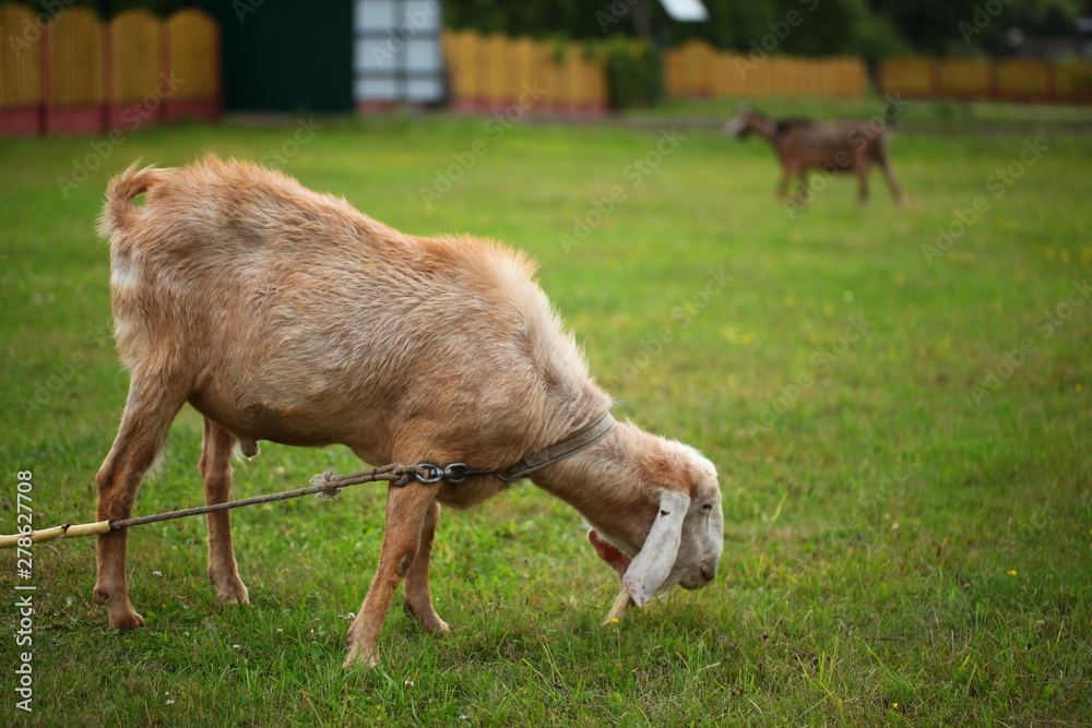 Fototapeta premium goat on green grass