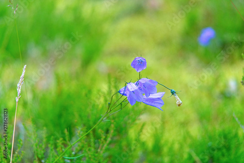 Blue flowers of cornflower blooming in the meadow.