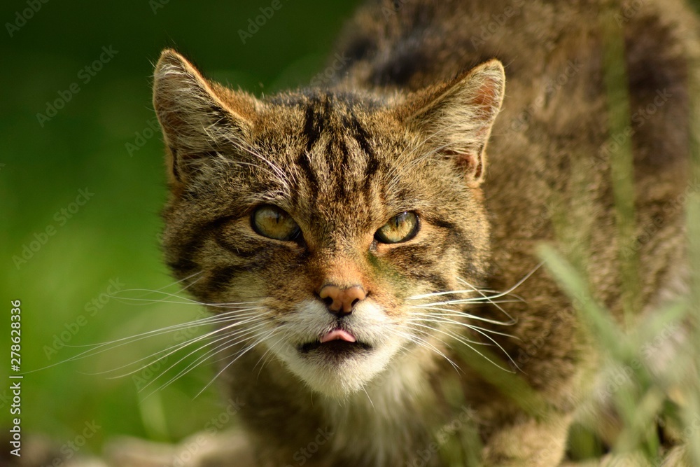 Scottish Wildcat poking out tongue
