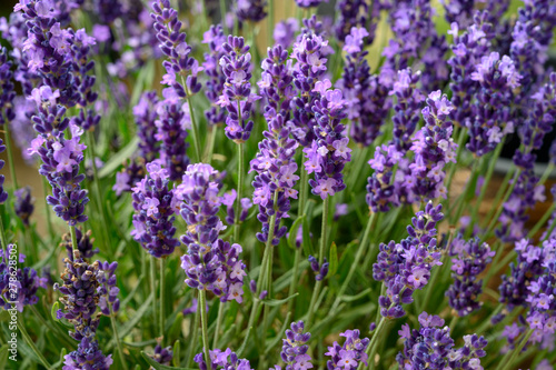 Lavender in full bloom  Poland