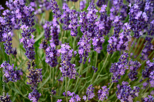 Lavender in full bloom  Poland