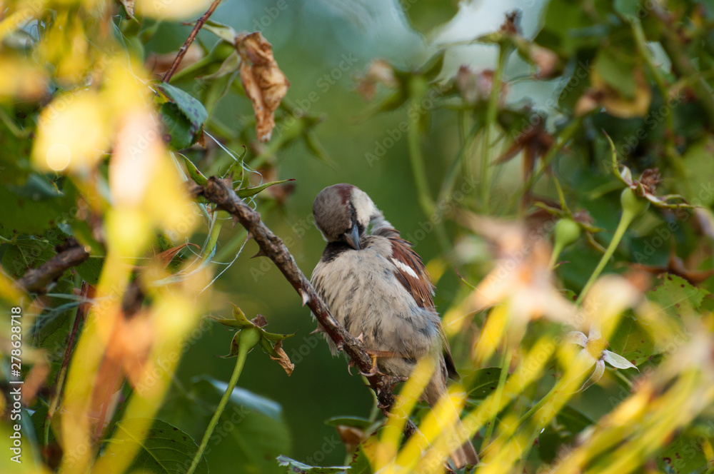Obraz premium Sparrow on the tree in summer time.Sparrow in nature