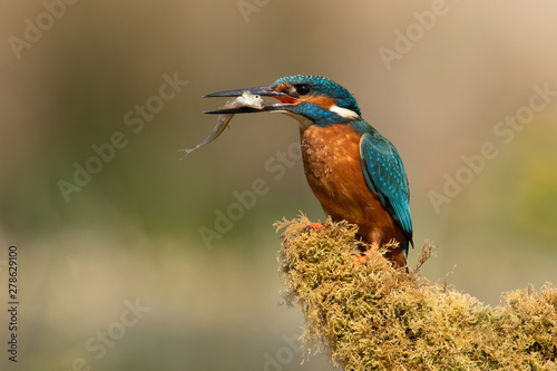 Kingfisher (Alcedo atthis) perched on moss covered branch with a captured fish in his beak © davemhuntphoto