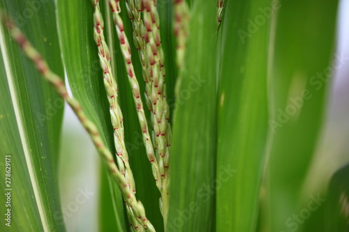 corn field hand 