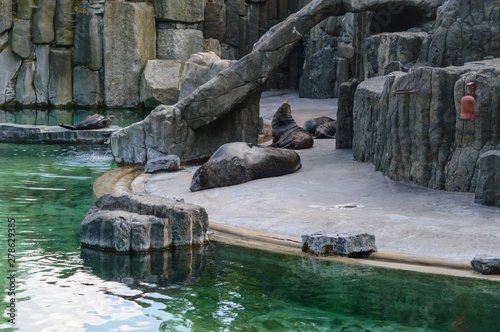 fur seal in the zoo