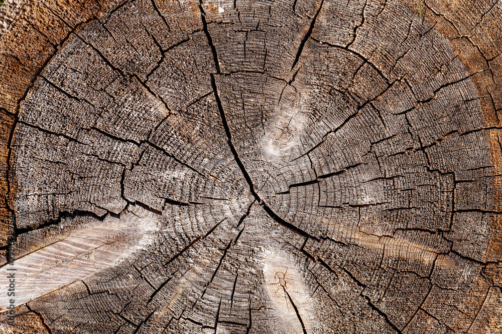 Fototapeta premium Aged cracked wooden Round saw cut with rings and texture. Circular vintage background