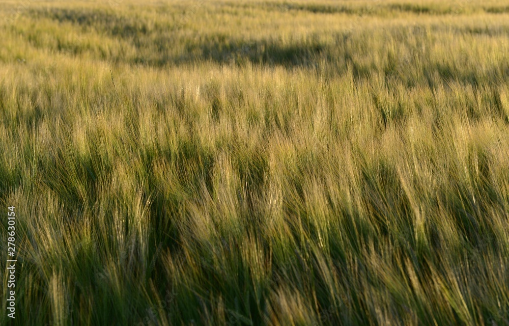 Wheat field, Jersey, U.K. Agriculture near sunset.