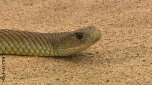 Close up of a deadly inland taipan snake as it flicks it tongue