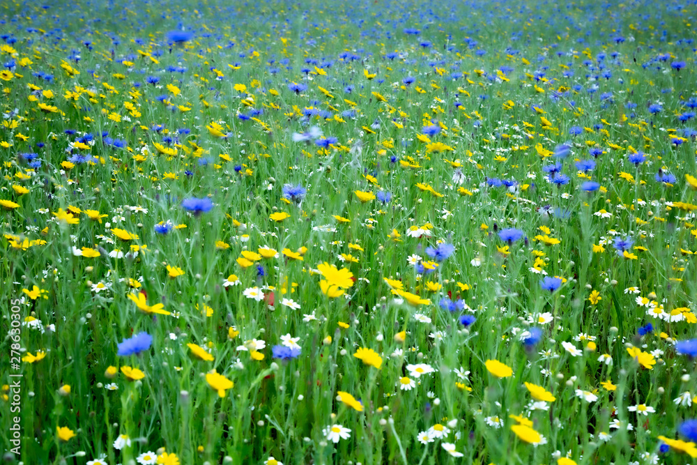 Fototapeta premium wildflower meadow