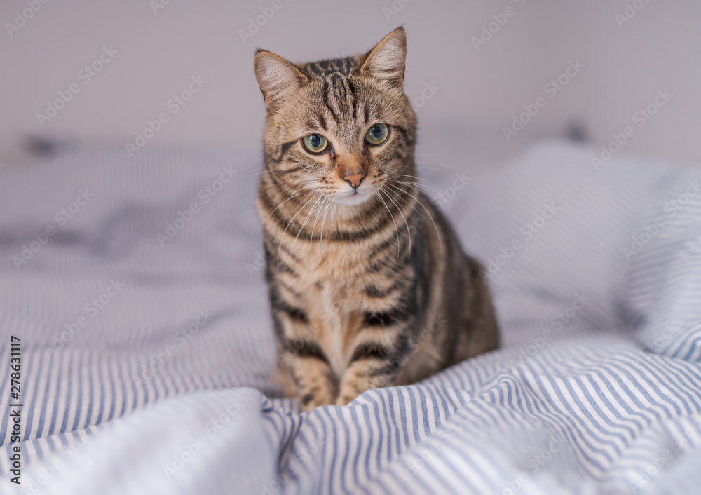 Beautiful short hair cat lying on the bed at home Beautiful short hair cat lying on the bed at home