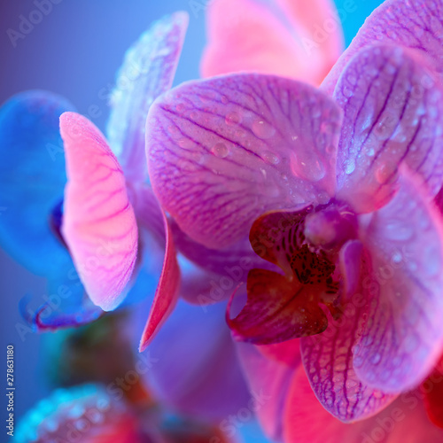 delicate pink Orchid with dew drops close-up on light blue background