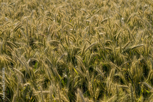 Heads of a barley (Latin: Hordeum vulgare) in blurred background of the huge crop field. Early morning with low sun that casts golden light over the field in wind. Mid July in Estonia, Europe.