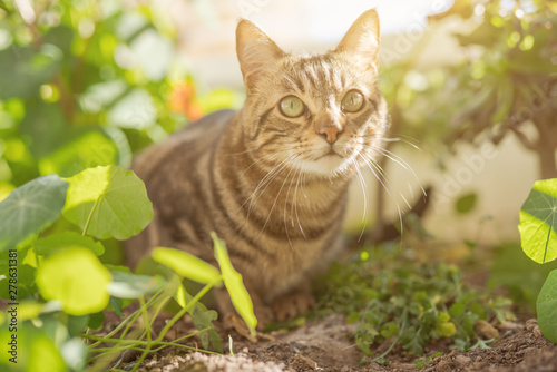 Wallpaper Mural Beautiful short hair cat playing with plants at the garden on a sunny day at home Torontodigital.ca