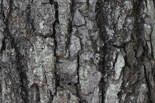 Fototapeta Naklejka Na Ścianę i Meble -  background of old tree back