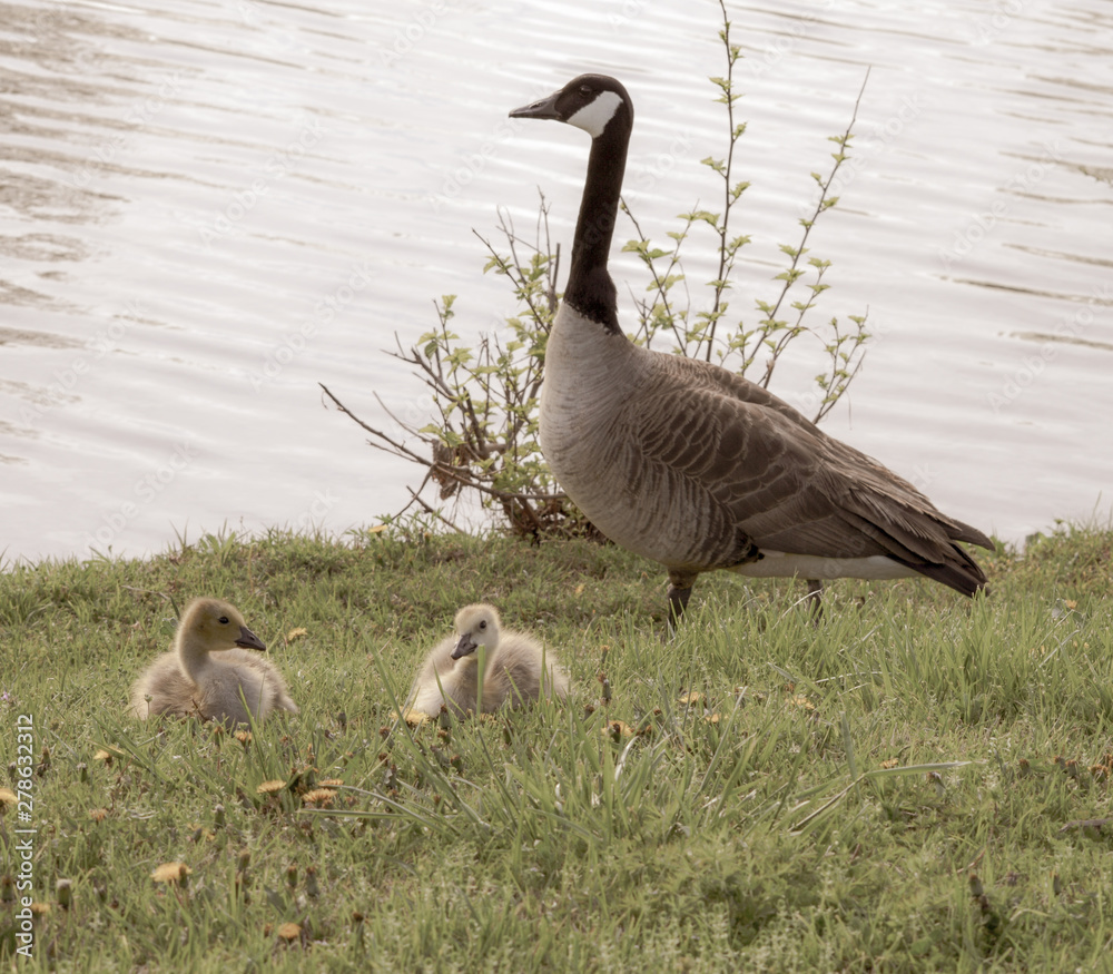 Canadian geese family on green grass by a lake on a bright summer day Canadian geese family on green grass by a lake on a bright summer day
