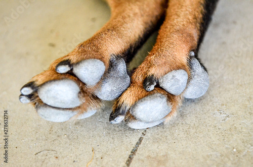dogs paws  © Anastasiykar