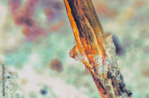 Dead dry coffee plant stem abstract. Grains of soil on stem. Very shallow depth of field. Abstract microscopic like processing. photo