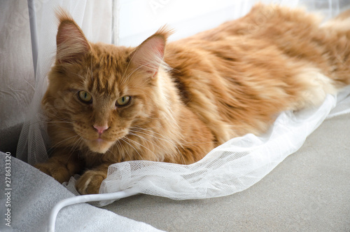 Large red marble Maine coon cat lies on a white curtains