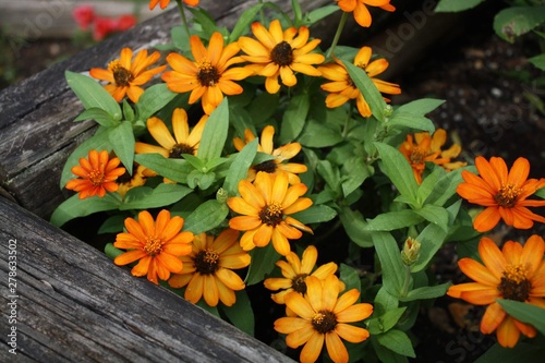 yellow flowers in garden