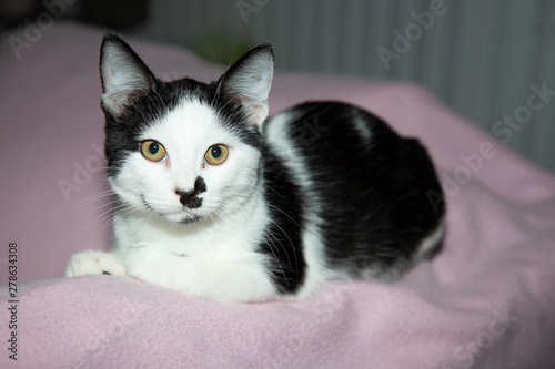 Cute black and white cat with green eyes lying on pink sofa and looking at camera