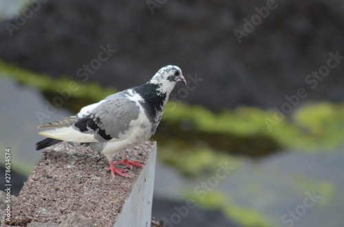 weiß graue taube auf einer mauer im freien