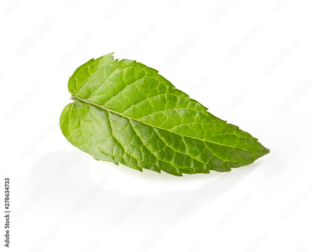 fresh green mint leaf fresh green mint leaf