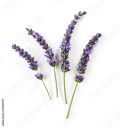 blooming lavender flower