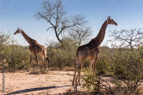 giraffe in africa © Roberto