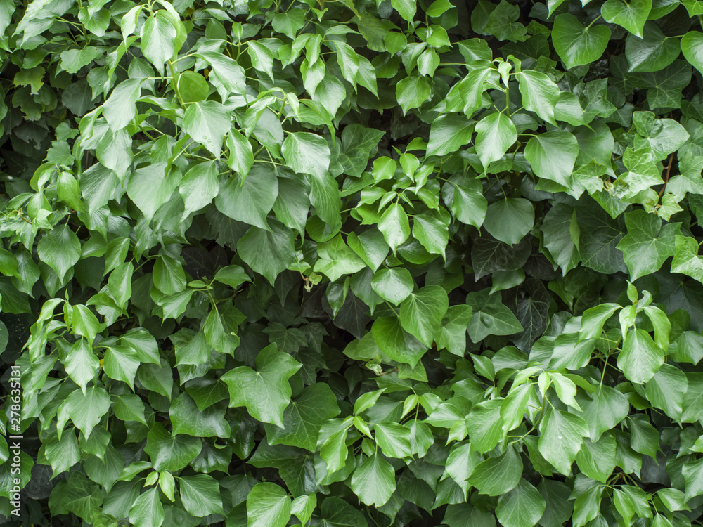 background of green leaves background of green leaves